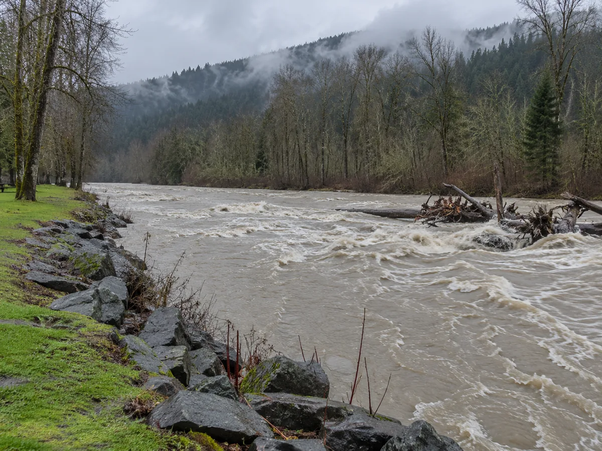 The White River running high and opaque tan through the Stuck channel between cottonwoods in south Auburn, WA