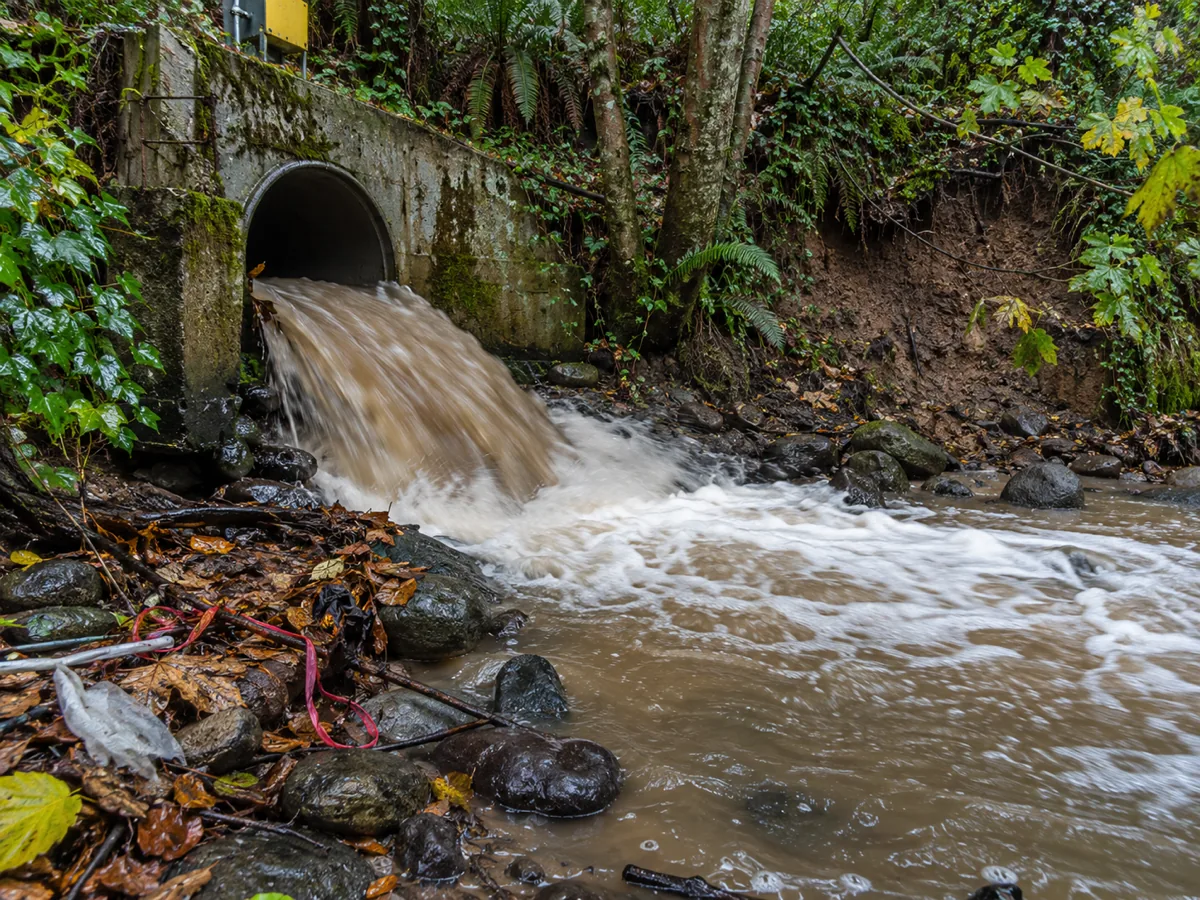 A concrete culvert discharging brown storm water into a wooded bluff creek in Burien, WA