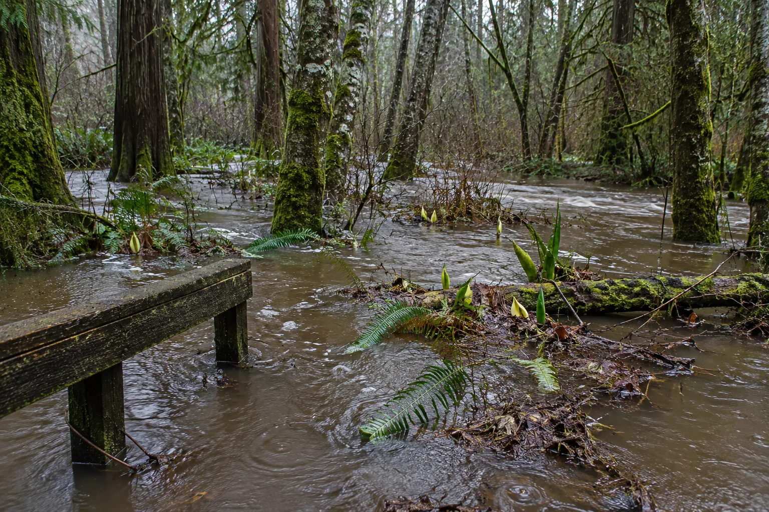 Hylebos Creek out of its banks through wooded wetland in Federal Way, WA after heavy rain